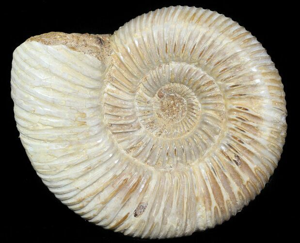 Perisphinctes Ammonite - Jurassic #45416